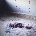 Blond Svatovavřinecké, Blond Frankovka Vinařství Na Soutoku